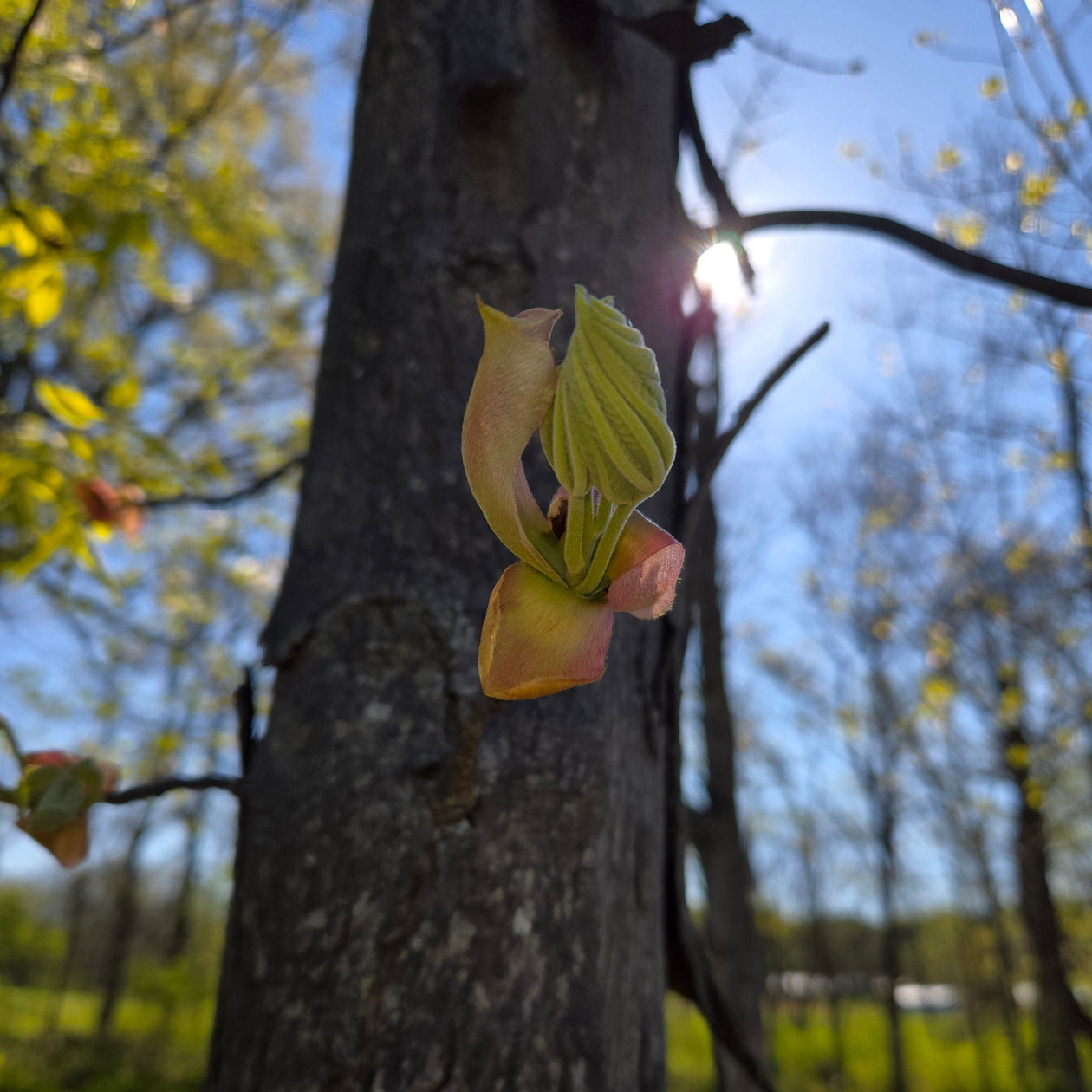 Arbor + Field Shagbark Hickory Syrup Pantry Arbor + Field 