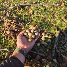 Arbor + Field Shagbark Hickory Syrup Pantry Arbor + Field 
