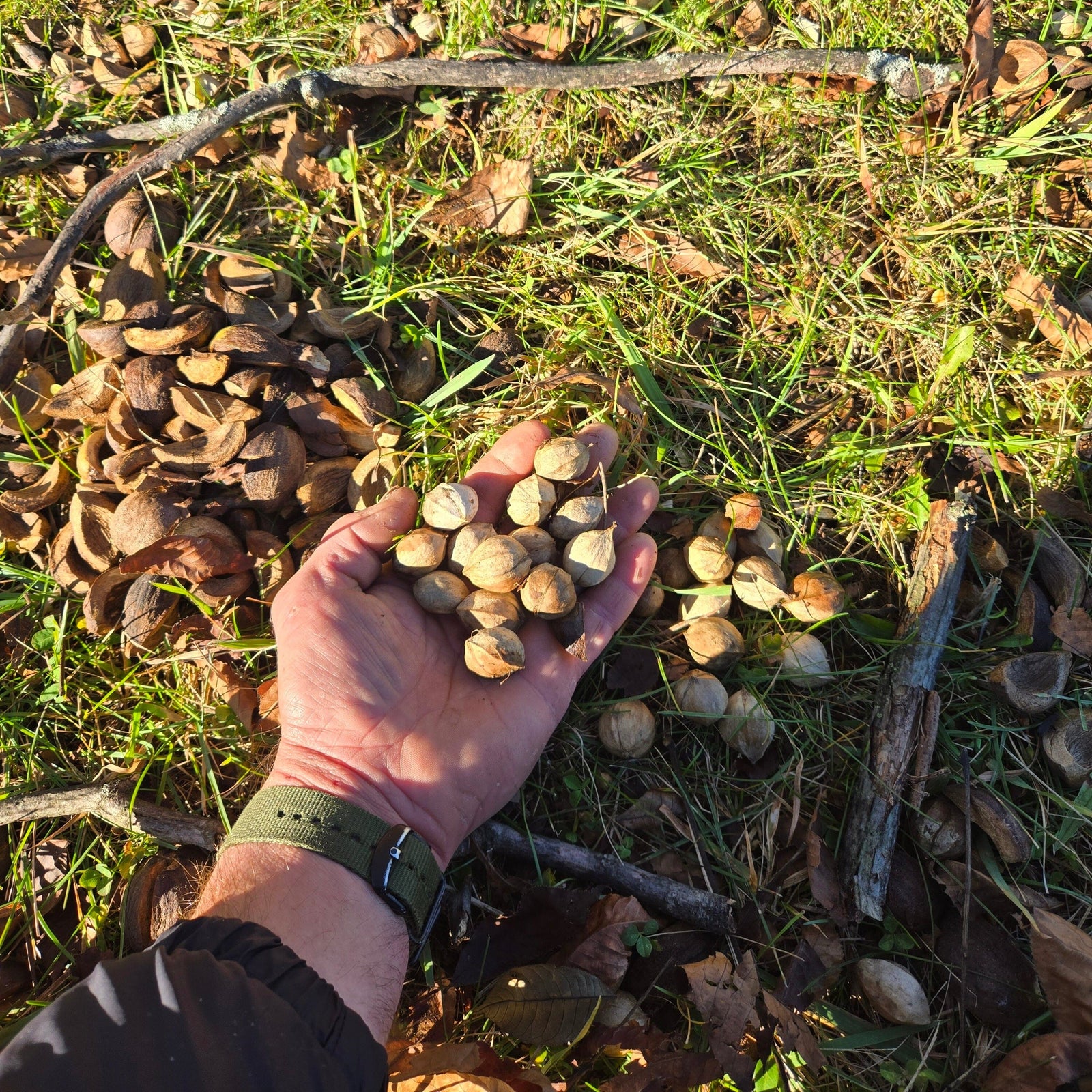 Arbor + Field Shagbark Hickory Syrup Pantry Arbor + Field 