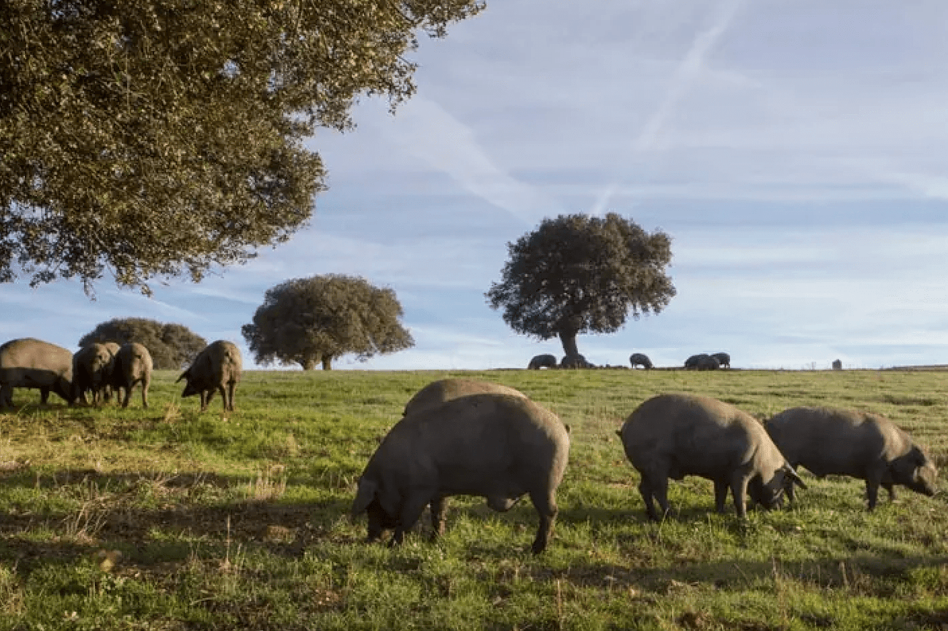The Best Pork on the Planet