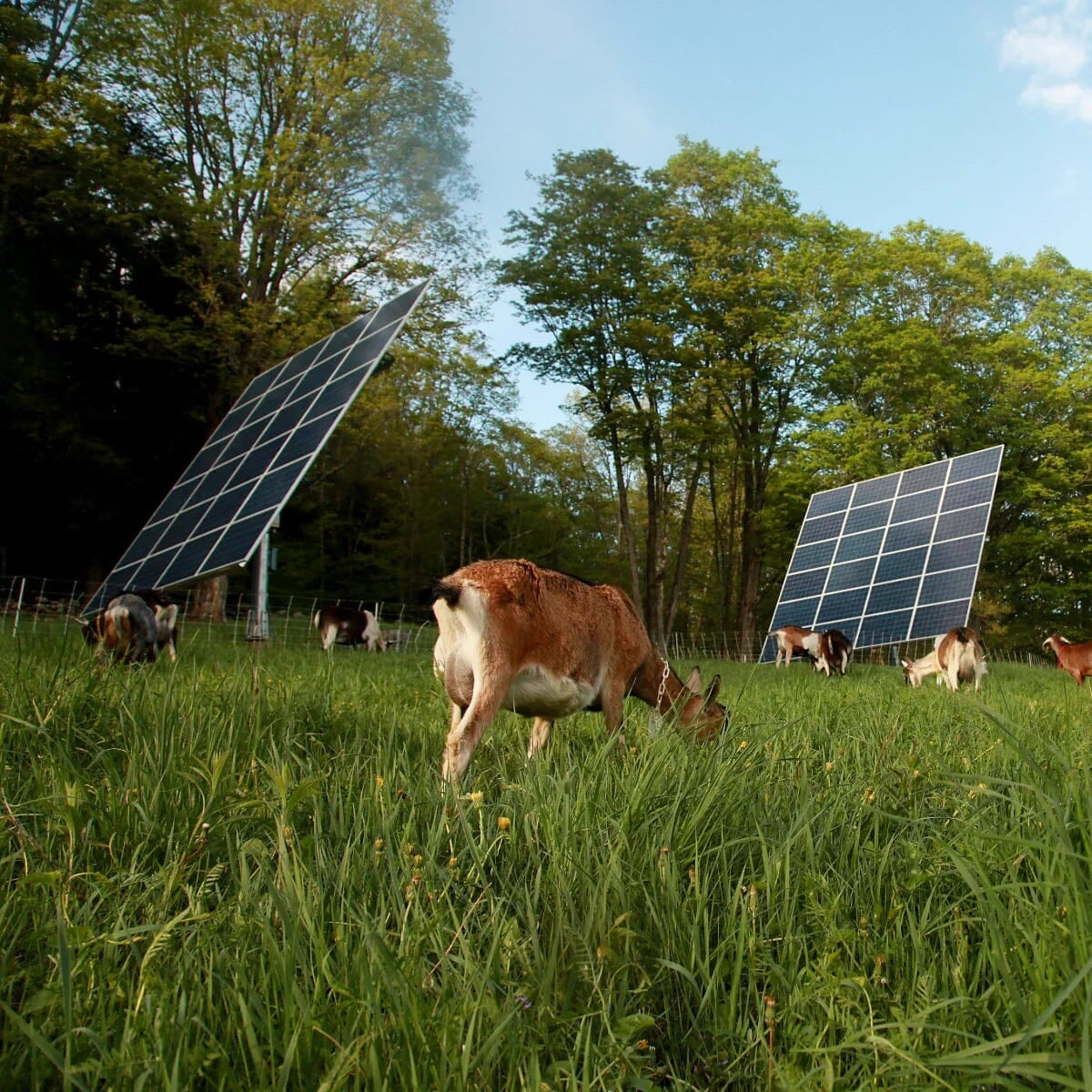 Big Picture Farm Story Box Goat Milk Caramels Pantry Big Picture Farm 