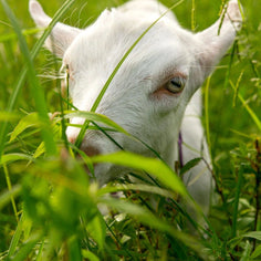 Big Picture Farm Story Box Goat Milk Caramels Pantry Big Picture Farm 