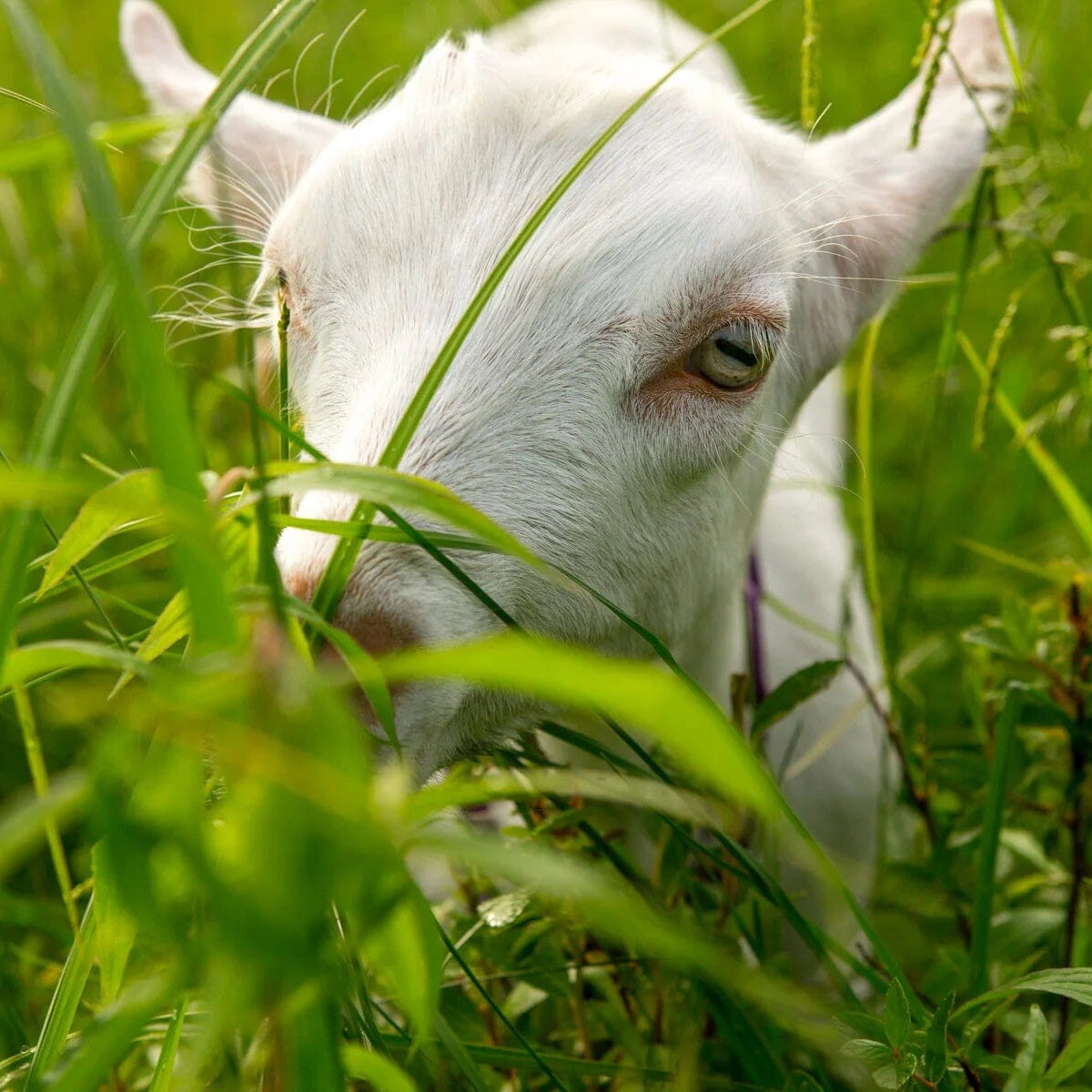 Big Picture Farm Story Box Goat Milk Caramels Pantry Big Picture Farm 