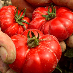 Bona Furtuna Original Passata Bona Furtuna 