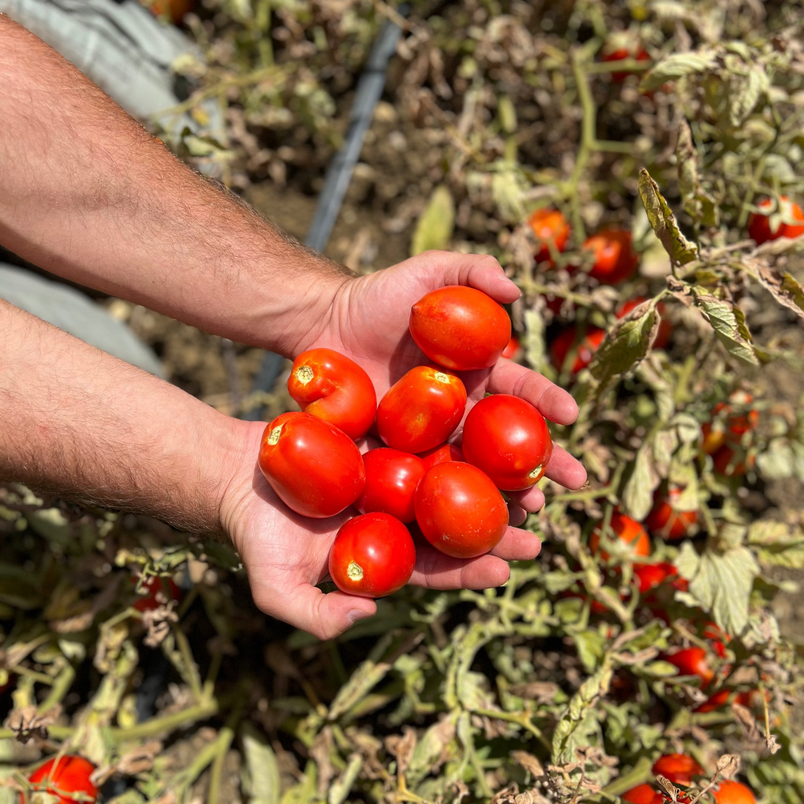Bona Furtuna Original Passata Bona Furtuna 