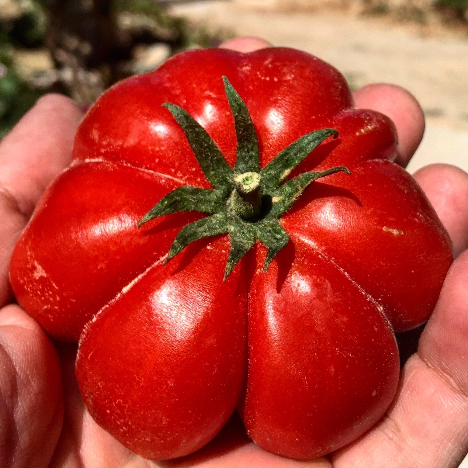 Bona Furtuna Original Passata Bona Furtuna 