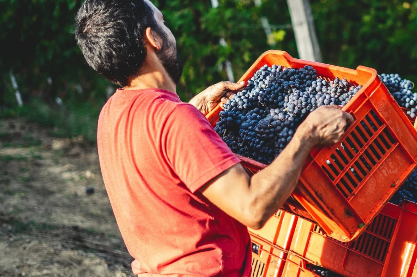 MOST STORE-BOUGHT VINEGARS ARE TOO HARSH!