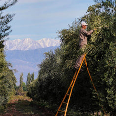 Familia Zuccardi Arauco Extra-Virgin Olive Oil Pantry Manicaretti 