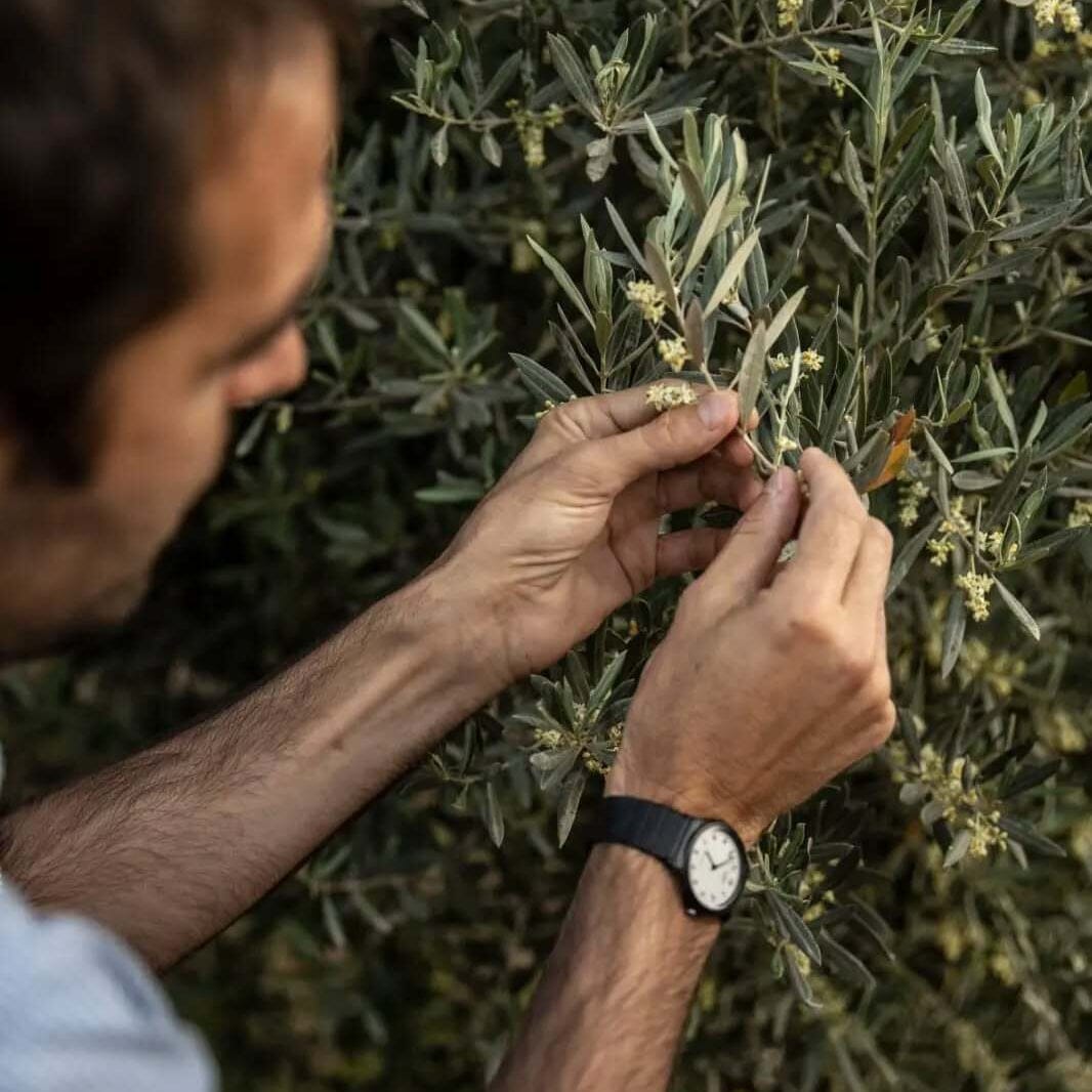 Familia Zuccardi Arauco Extra-Virgin Olive Oil Pantry Manicaretti 