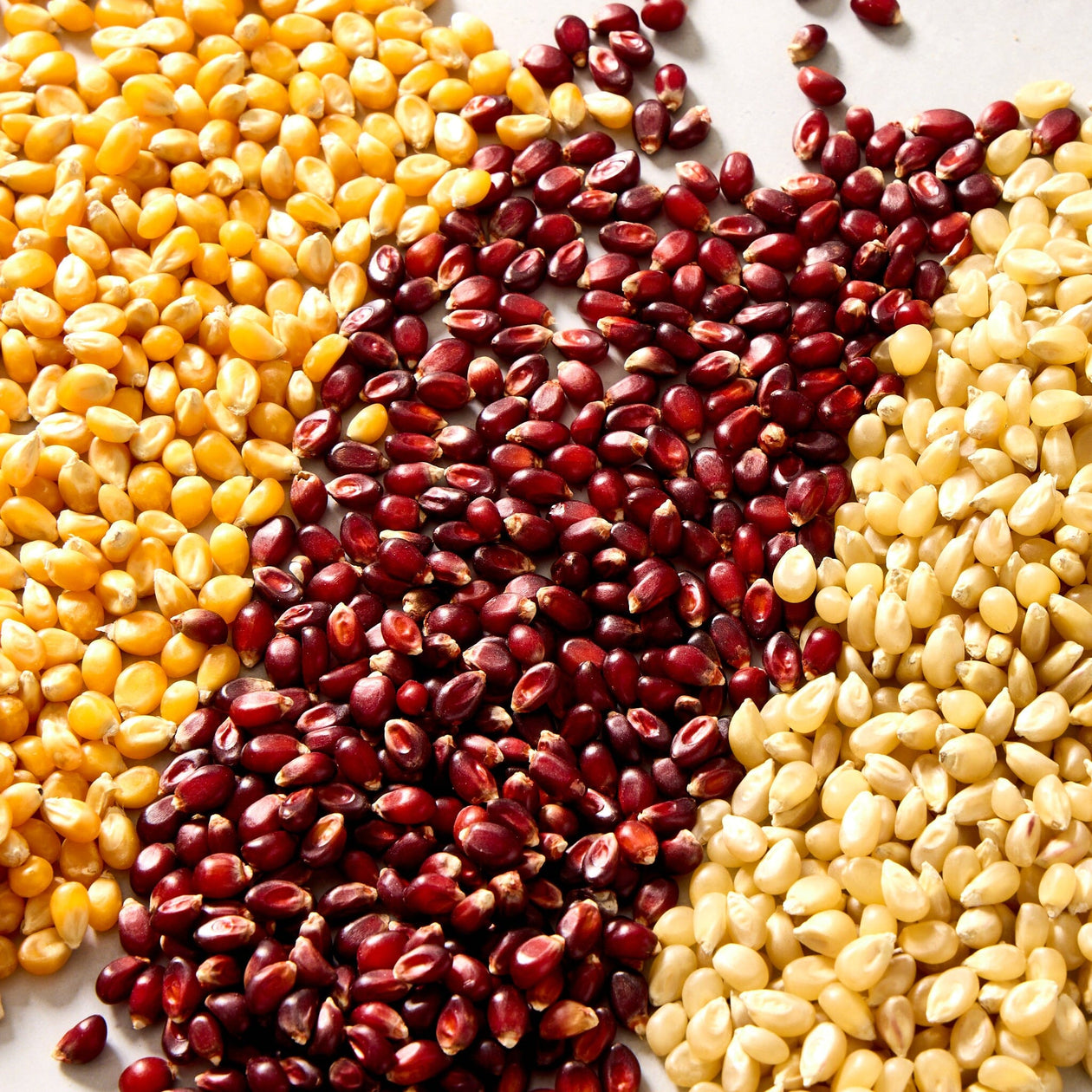 Fireworks Heirloom Popcorn Kernels - Set of 3 Pantry Fireworks Popcorn 