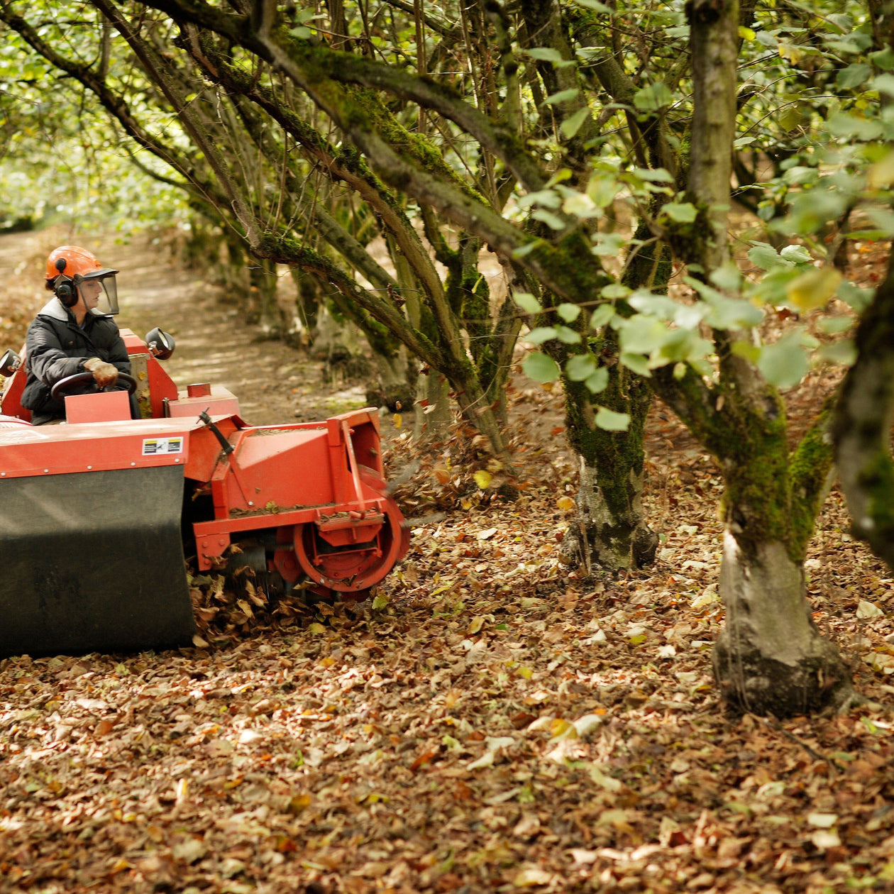 Freddy Guys Oregon Hazelnuts Pantry Freddy Guy 