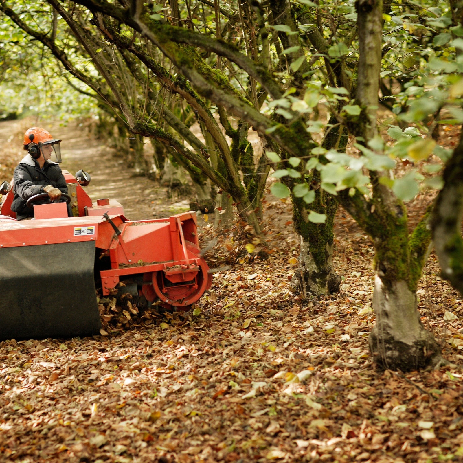 Freddy Guys Oregon Hazelnuts Pantry Freddy Guy 