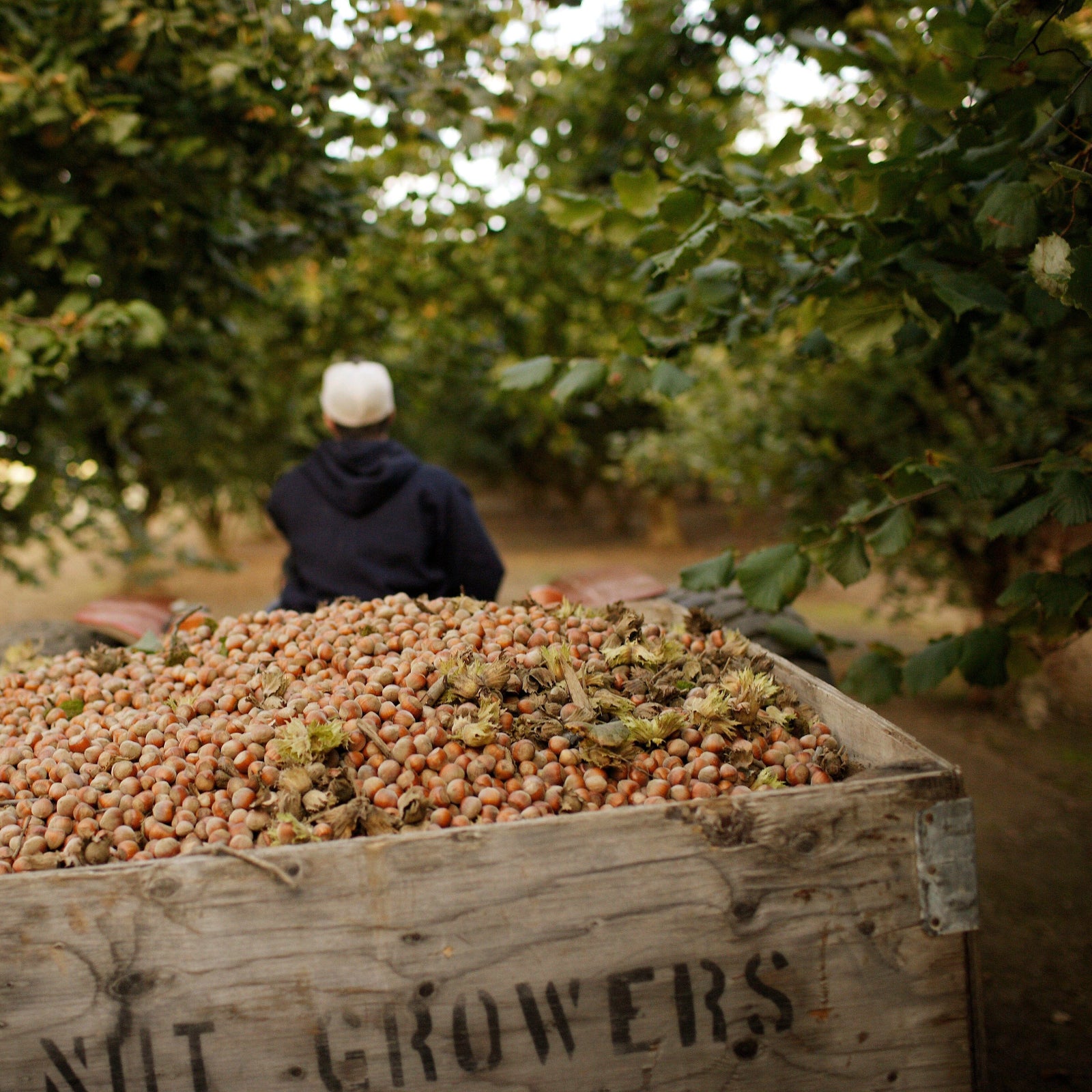 Freddy Guys Oregon Hazelnuts Pantry Freddy Guy 