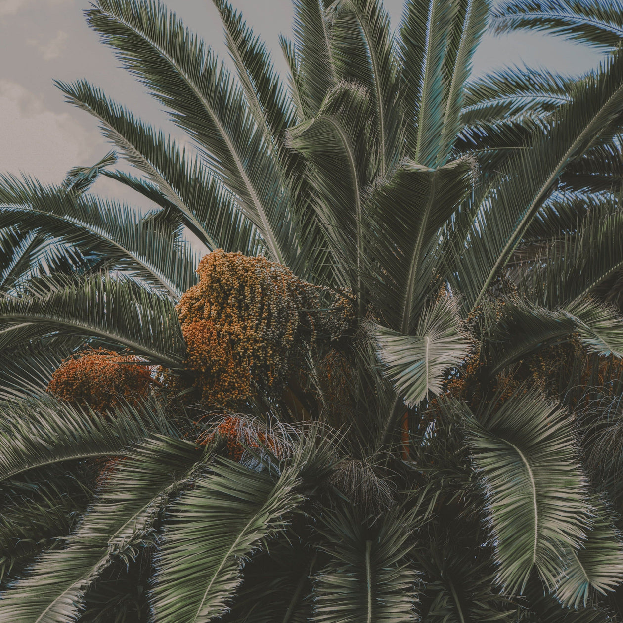 Kamā Date Molasses Pantry Rogers Collection 