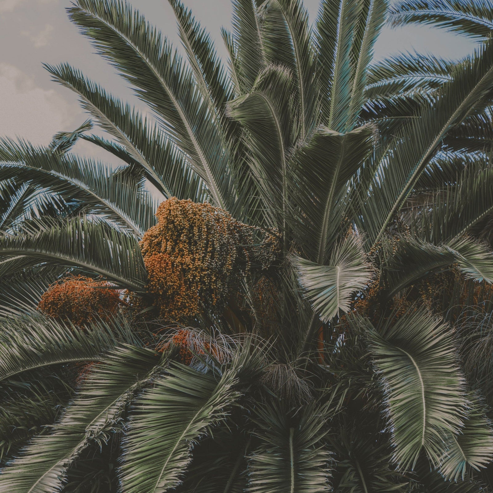 Kamā Date Molasses Pantry Rogers Collection 