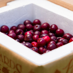 King Orchards Balaton Sour Cherries Fresh Dropship King Orchards 