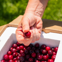 King Orchards Balaton Sour Cherries Fresh Dropship King Orchards 