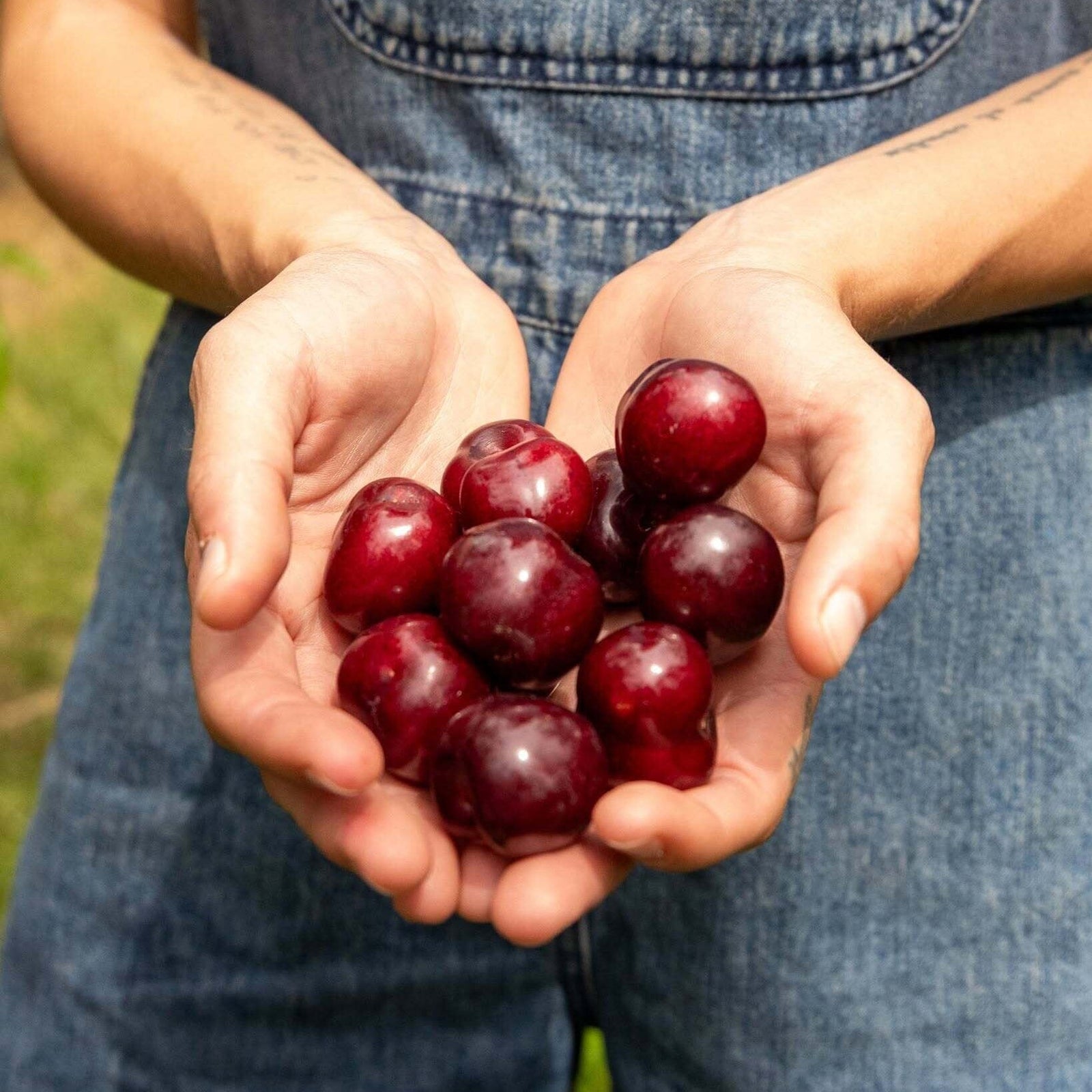 King Orchards Sour Cherry Balaton Box Fresh Dropship King Orchards 