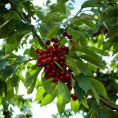 King Orchards Sour Cherry Balaton Box Fresh Dropship King Orchards 
