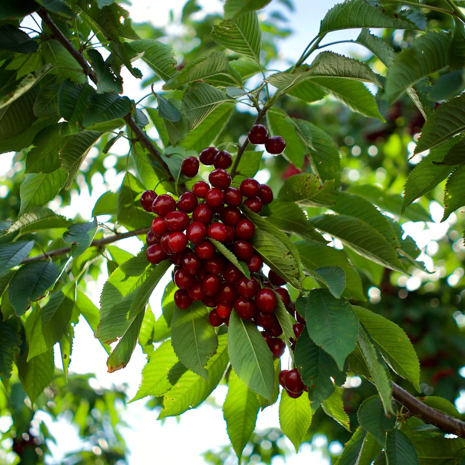 King Orchards Sour Cherry Balaton Box Fresh Dropship King Orchards 