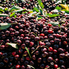 King Orchards Sour Cherry Balaton Box Fresh Dropship King Orchards 
