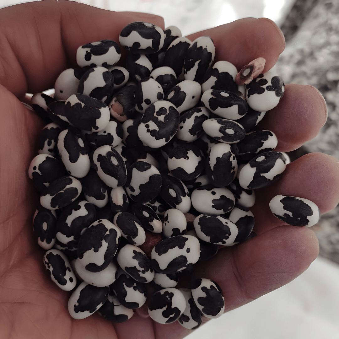 La Comandanta Black Cow Bean 550g Pantry La Comandanta 