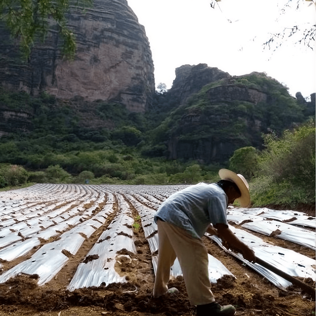 La Comandanta Black Cow Bean 550g Pantry La Comandanta 