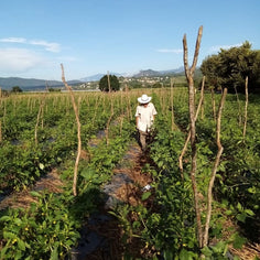 La Comandanta Black Cow Bean 550g Pantry La Comandanta 