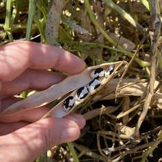 La Comandanta Black Cow Bean 550g Pantry La Comandanta 