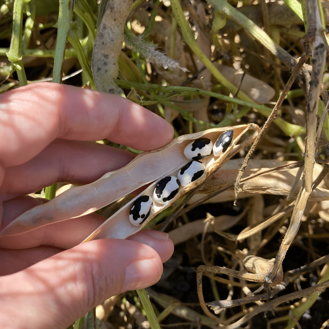 La Comandanta Black Cow Bean 550g Pantry La Comandanta 