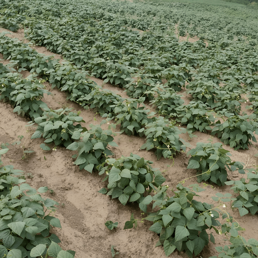 La Comandanta Black Cow Bean 550g Pantry La Comandanta 