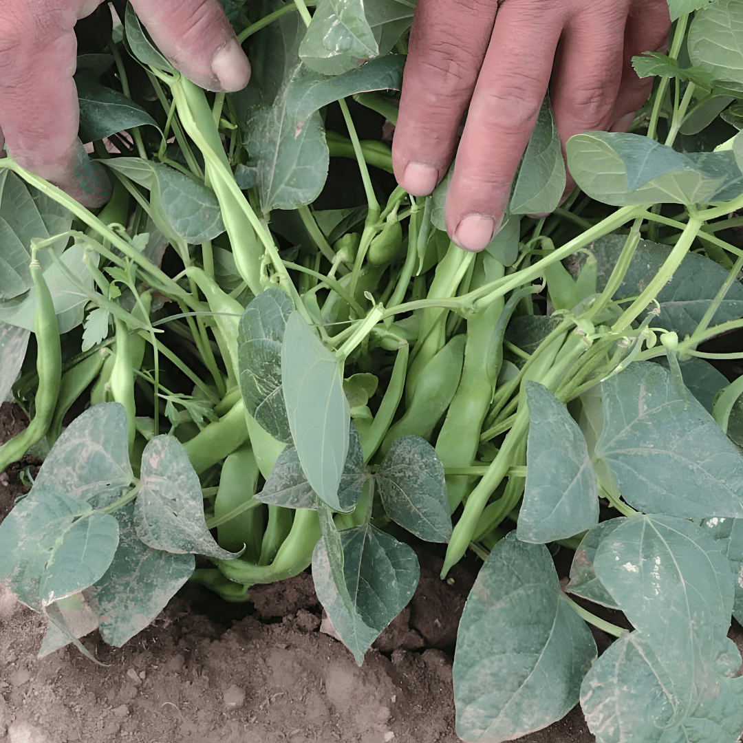 La Comandanta Black Cow Bean 550g Pantry La Comandanta 