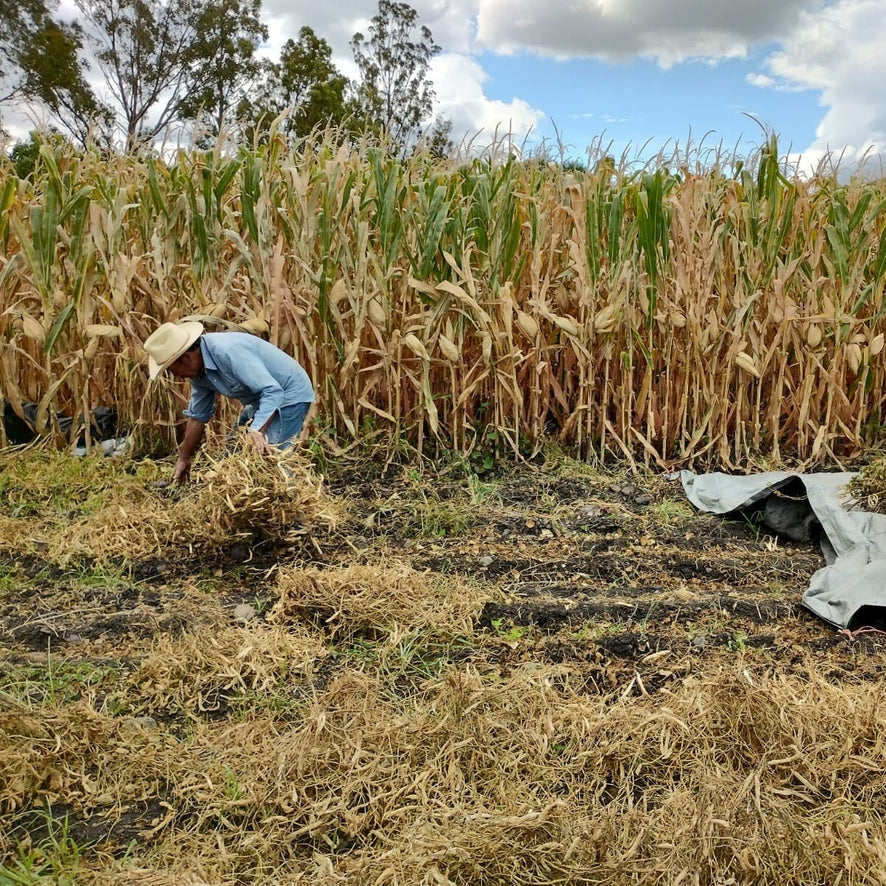 In Mexico, Milpa Makes Better Beans 