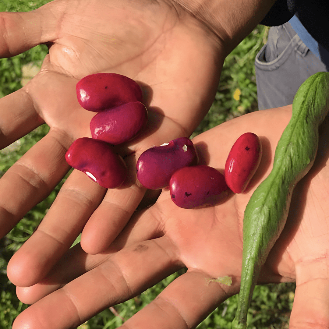 La Comandanta Bull's Blood Bean 550g Pantry La Comandanta 