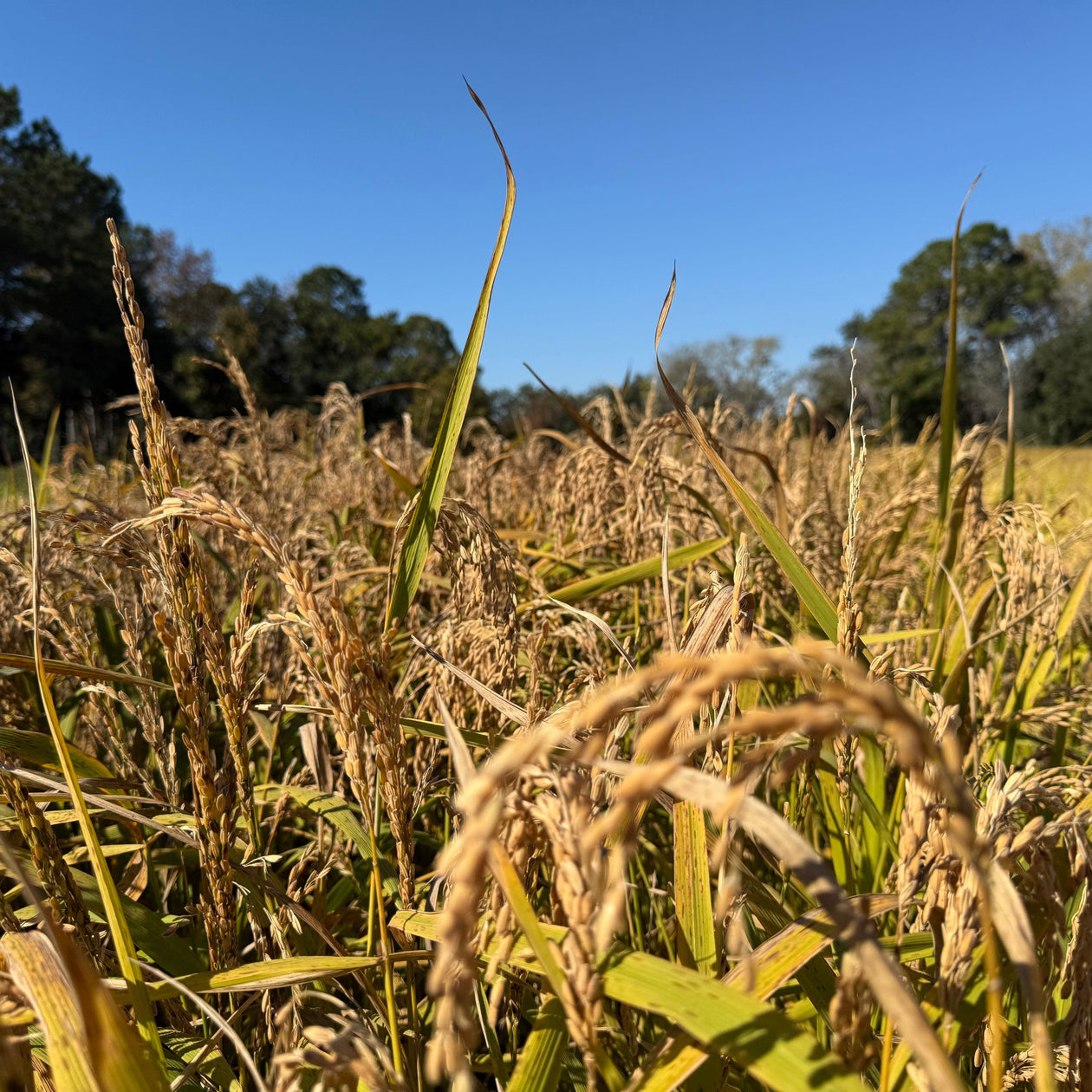 Marsh Hen Mill Carolina Rice 1.5lbs. Pantry Marsh Hen Mill 
