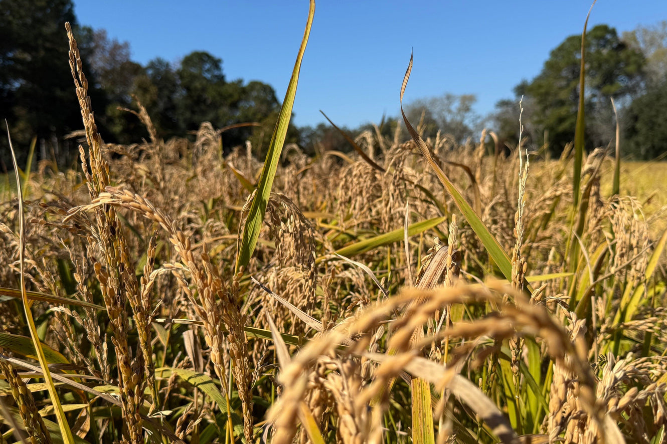 Heirloom Grains That Honor Tradition