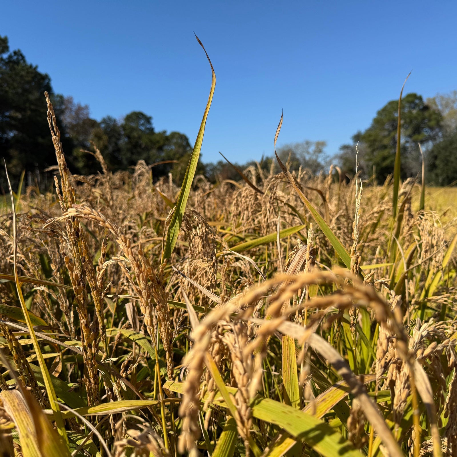 Marsh Hen Mill Carolina Rice 1.5lbs. Pantry Marsh Hen Mill 
