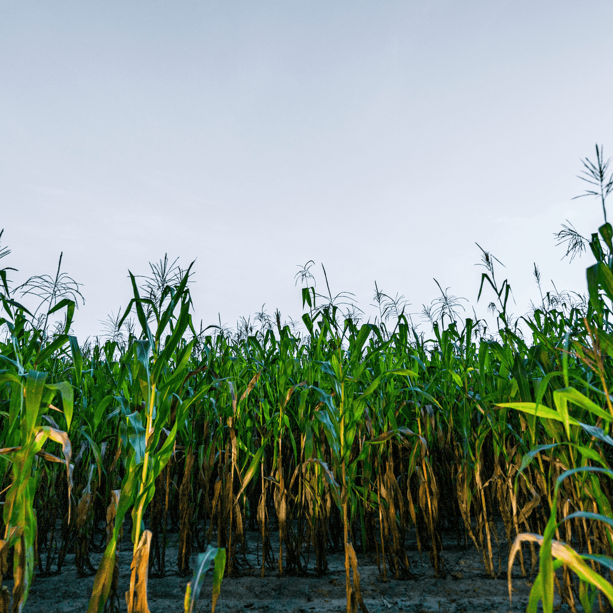 Marsh Hen Mill Yellow Cornmeal 1.5 lb Pantry Marsh Hen Mill 