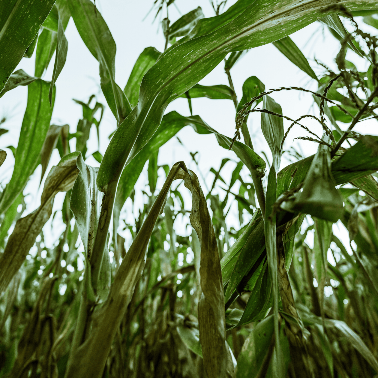 Marsh Hen Mill Yellow Cornmeal 1.5 lb Pantry Marsh Hen Mill 