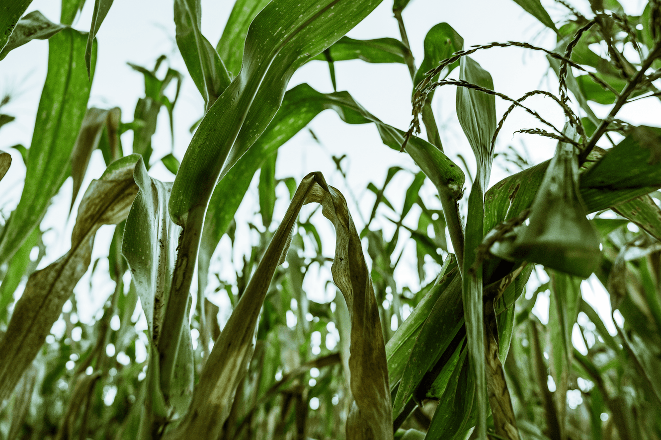 Heirloom Grains That Honor Tradition