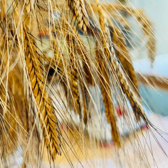 Milk Street Digital Class: Advanced Sourdough Theory & Practice with Heike Meyer Virtual Class Milk Street Cooking School 