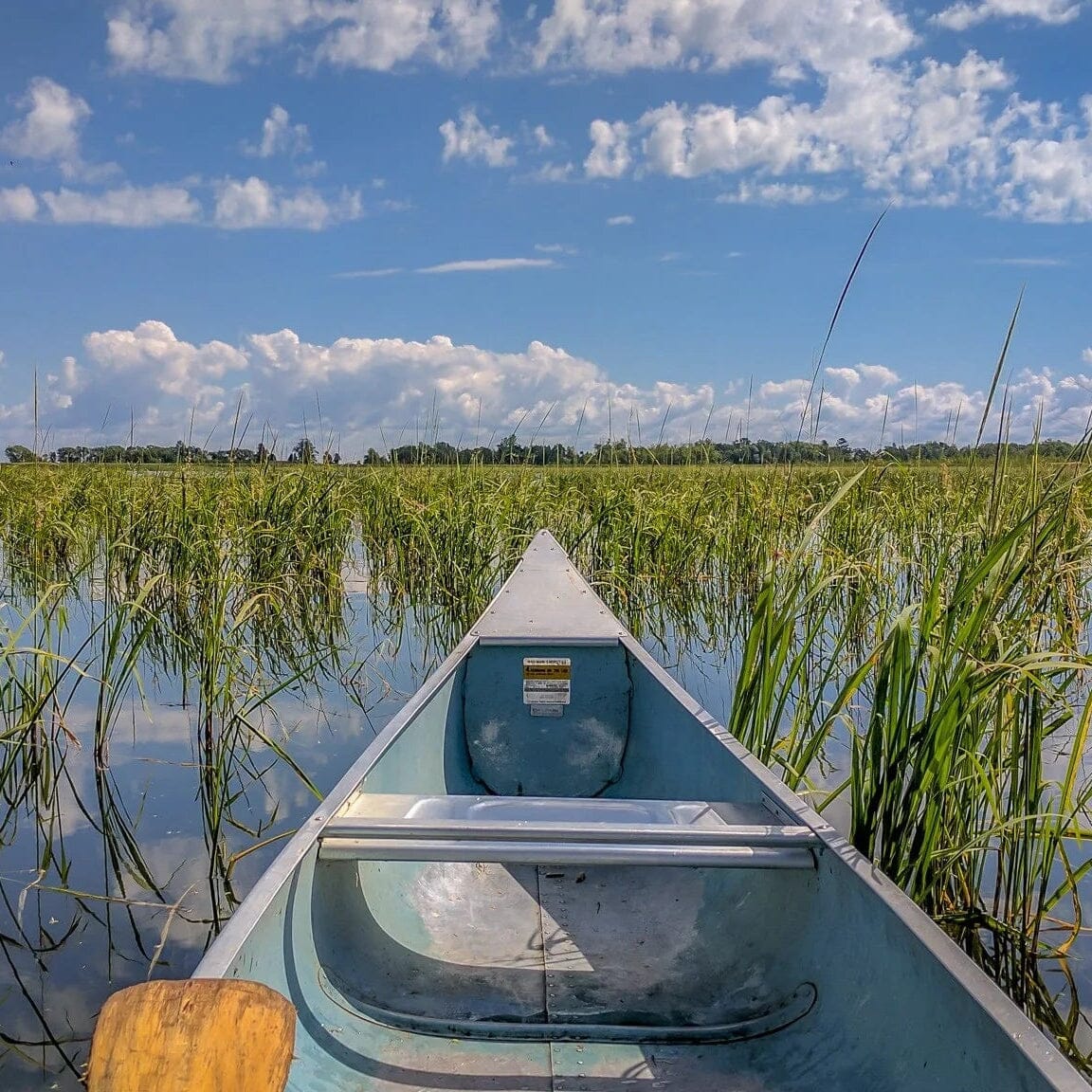 Moose Lake Hand Picked Wood Parched Lake & River Wild Rice Pantry Moose Lake 