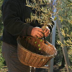 Moulin CastelaS Noir d’Olive Virgin Olive Oil Pantry Roger Collection 