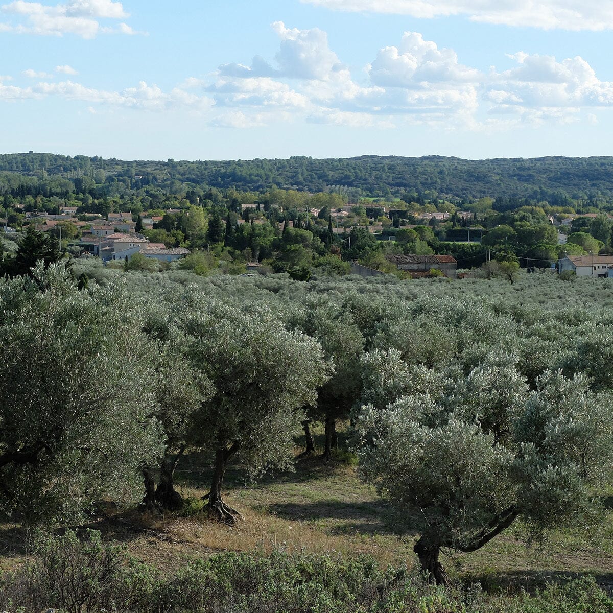 Moulin CastelaS Noir d’Olive Virgin Olive Oil Pantry Roger Collection 