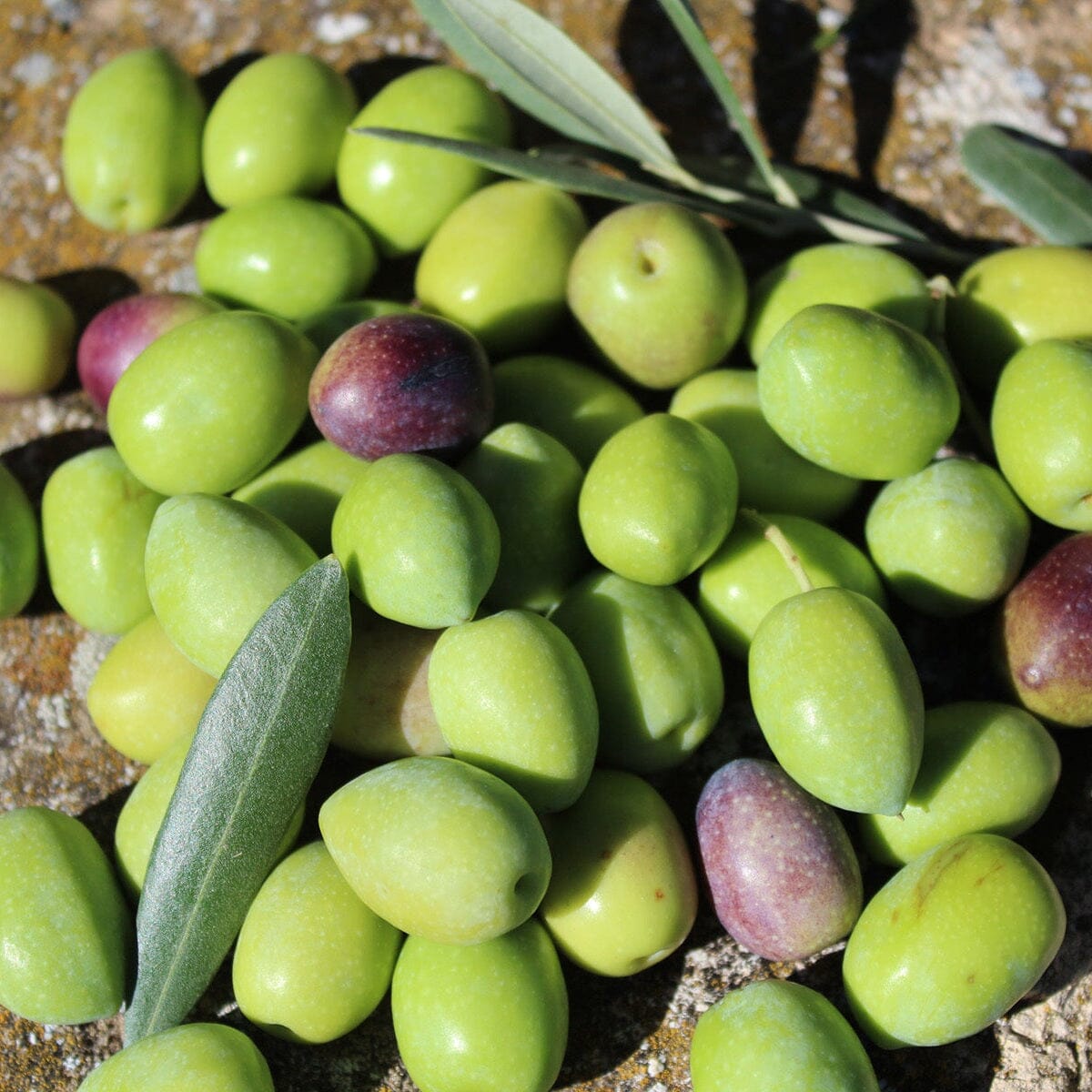 Moulin CastelaS Noir d’Olive Virgin Olive Oil Pantry Roger Collection 