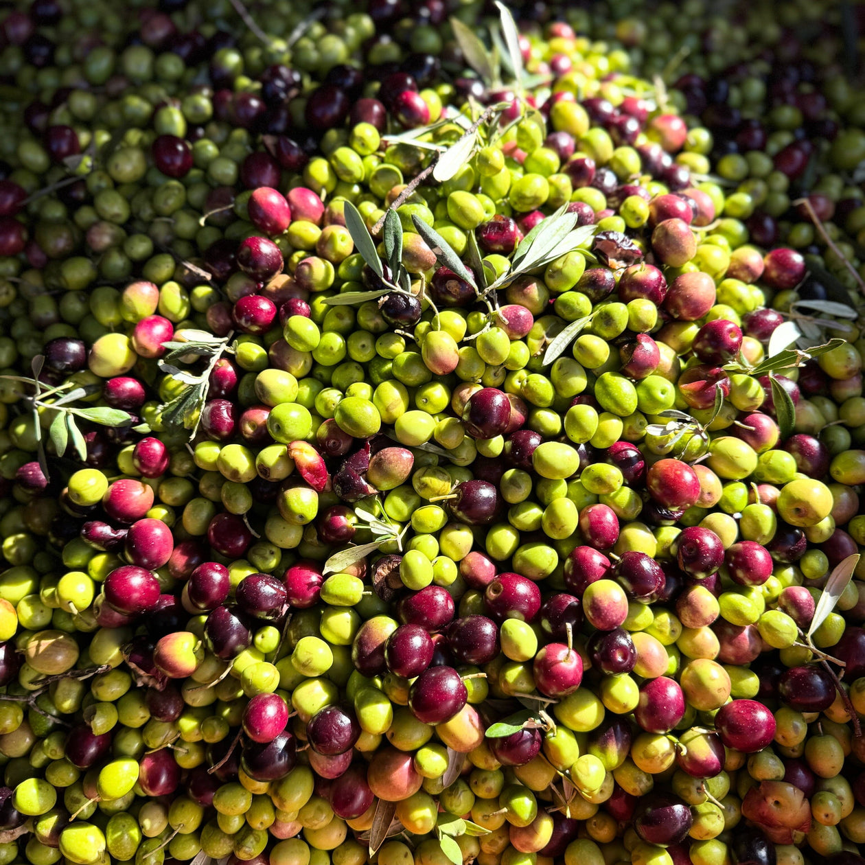 Moulin CastelaS Noir d’Olive Virgin Olive Oil Pantry Roger Collection 