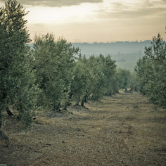 Moulin CastelaS Noir d’Olive Virgin Olive Oil Pantry Roger Collection 