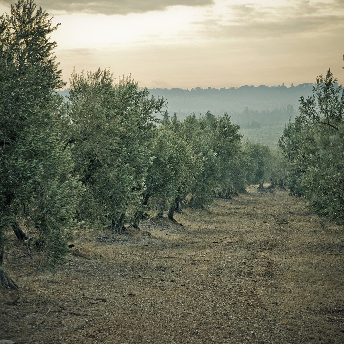 Moulin CastelaS Noir d’Olive Virgin Olive Oil Pantry Roger Collection 