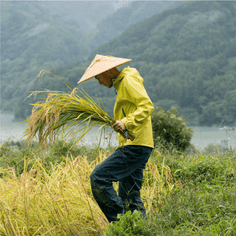 Niigata Koshihikari Japanese White Rice 2lb Pantry The Rice Factory 