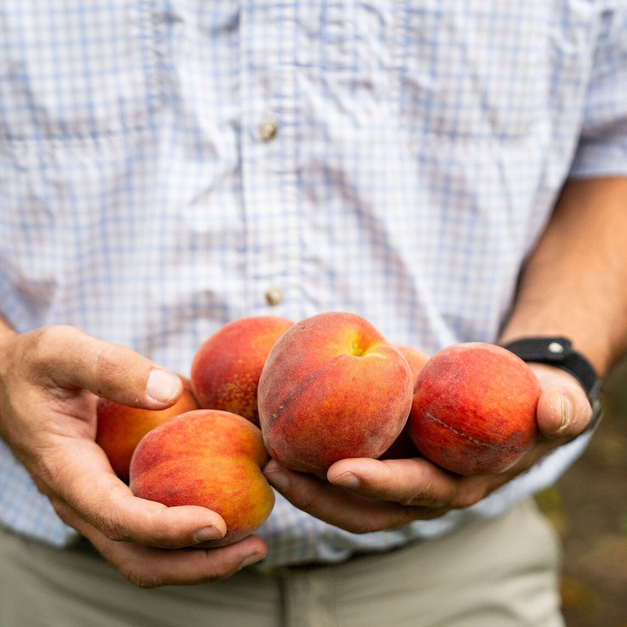 Pearson Farm 'The Farmer's Dozen' Box – 13 Premium Peaches Pantry Pearson Farm 